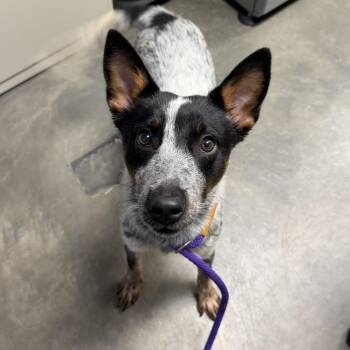 Bravo -  Mixed Breed Dog for Adoption in Dekalb, Illinois - Bravo | PetCurious
