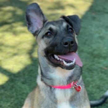 Posie A2286479 -  German Shepherd Dog Dog for Adoption in Los Angeles, California - Posie A2286479 | PetCurious