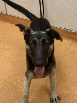 THELMA -  German Shepherd Dog Dog for Adoption in Martinez, California - THELMA | PetCurious