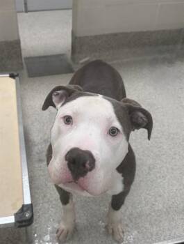 Boxer and Mixed Breed Dogs Available for Adoption - PEPSI | PetCurious