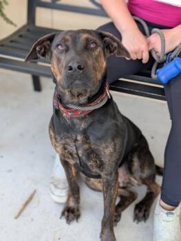 Mixed Breed Dogs Available for Adoption in Gulfport, Mississippi - Lady | PetCurious