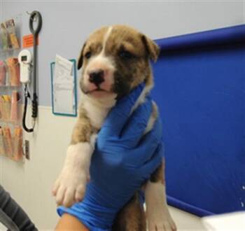GILL -  Pit Bull Terrier and Mixed Breed Dog for Adoption in Albuquerque, New Mexico - GILL | PetCurious