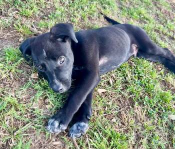Cattle Dog Dogs Available for Adoption in Tallahassee, Florida - Tide | PetCurious