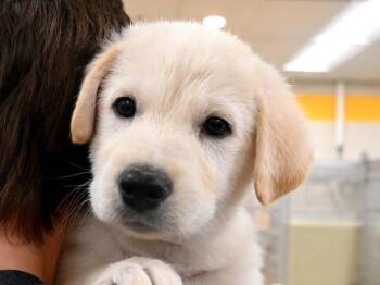 Rescue Great Pyrenees and Mixed Breed Dogs for Adoption in Portland, Oregon - Cheesesteak | PetCurious