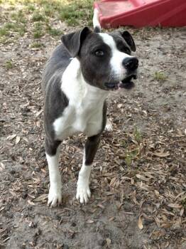 Terrier and Mixed Breed Dogs Available for Adoption in Conway, South Carolina - Ross | PetCurious