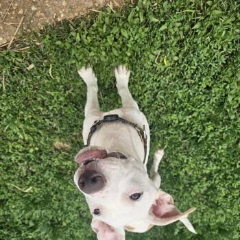 Daisy -  Pit Bull Terrier Dog for Adoption in St. Louis, Missouri - Daisy | PetCurious