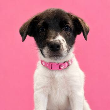 DeVille -  Shepherd and Mixed Breed Dog for Adoption in Binghamton, New York - DeVille | PetCurious