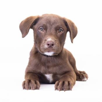 Snuggle Bug -  Mixed Breed Dog for Adoption in Franklin, Tennessee - Snuggle Bug | PetCurious