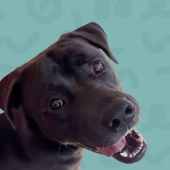 Hammy -  Pit Bull Terrier and Black Labrador Retriever Dog for Adoption in Reno, Nevada - Hammy | PetCurious