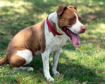 Rescue American Staffordshire Terrier and Cattle Dog Dogs for Adoption in Brookeville, Maryland - Sweet Angel Baby | PetCurious