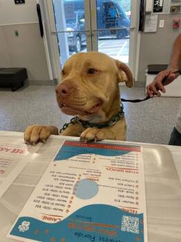 Mixed Breed Dogs Available for Adoption in Palmetto, Florida - BUCK | PetCurious