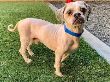 Shih Tzu Dogs Available for Adoption - URGENT! SAVE ME PLEASE! Ringo #A549354 | PetCurious