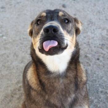 Evie -  Shepherd Dog for Adoption in Yucca Valley, California - Evie | PetCurious