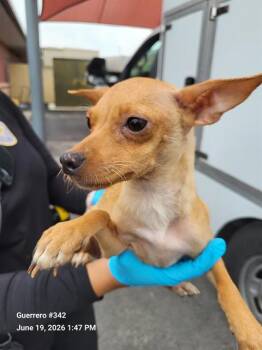 A813434 -  Chihuahua Dog for Adoption in San Antonio, Texas - A813434 | PetCurious