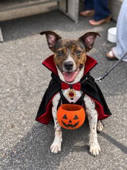 Coquito (Foster or Adopter needed!) -  Terrier and Pointer Dog for Adoption in Westwood, New Jersey - Coquito (Foster Or Adopter Needed!) | PetCurious