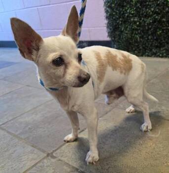 61562336 -  Mixed Breed Dog for Adoption in El Paso, Texas - 61562336 | PetCurious