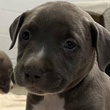 Lebanon -  Pit Bull Terrier and Labrador Retriever Dog for Adoption in East St. Louis, Illinois - Lebanon | PetCurious