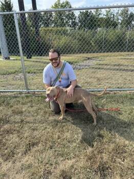 Rescue Pit Bull Terrier Dogs for Adoption in Louisville, Kentucky - HAPPY DANCE | PetCurious