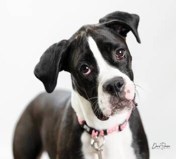 Boxer Dogs Available for Adoption - Loana | PetCurious