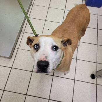 Rescue Mixed Breed Dogs for Adoption in Charleston, West Virginia - Piper Potts | PetCurious