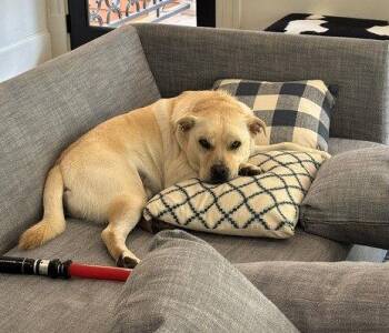 Sailor -  Yellow Labrador Retriever Dog for Adoption in Houston, Texas - Sailor | PetCurious