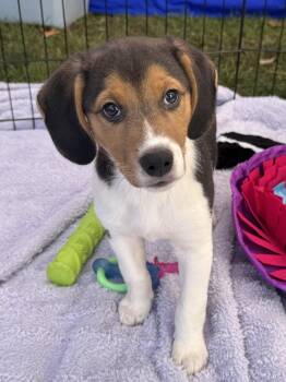 Sheldon -  Beagle and Hound Dog for Adoption in Roxbury Township, New Jersey - Sheldon | PetCurious