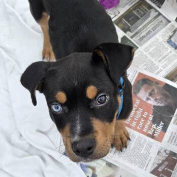 Rocky -  Rottweiler and Pit Bull Terrier Dog for Adoption in Ashland, Ohio - Rocky | PetCurious