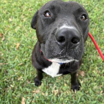 Felix -  Labrador Retriever Dog for Adoption in Pearland, Texas - Felix | PetCurious