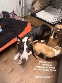 Janis -  Pit Bull Terrier Dog for Adoption in Pottsville, Pennsylvania - Janis | PetCurious