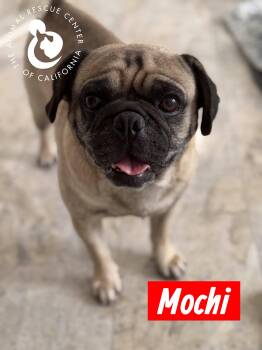 Mochi -  Pug Dog for Adoption in Coachella, California - Mochi | PetCurious
