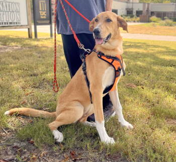 Rescue Shepherd Dogs for Adoption in Rockaway, New Jersey - Honey Lonestar | PetCurious