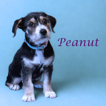 Rescue Chihuahua and Dachshund Dogs for Adoption in Lebanon, Tennessee - Peanut D25-190 | PetCurious