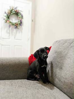 Pit Bull Terrier Dogs Available for Adoption in Goodyear, Arizona - Stark | PetCurious