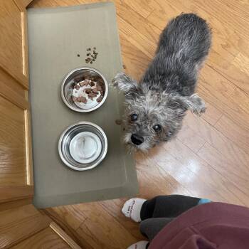 Schnauzer and Mixed Breed Dogs Available for Adoption - Gummy Bear | PetCurious