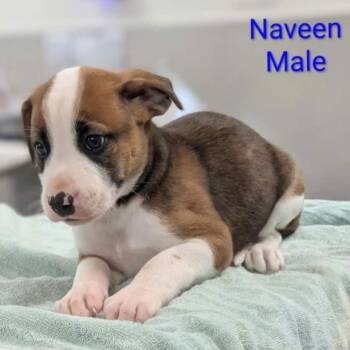 Naveen -  Retriever and Mixed Breed Dog for Adoption in Griswold, Connecticut - Naveen | PetCurious
