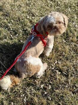 Shih Tzu Dogs Available for Adoption - Big Red | PetCurious