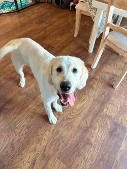 Aspen -  Great Pyrenees Dog for Adoption in Knoxville, Tennessee - Aspen | PetCurious