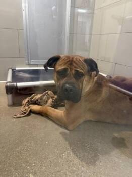 Bullmastiff Dogs Available for Adoption - Edison | PetCurious