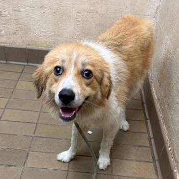 Roland -  Collie Dog for Adoption in Birmingham, Alabama - Roland | PetCurious