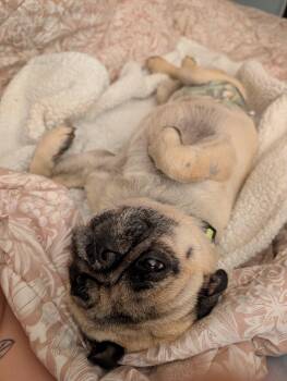Nino -  Pug Dog for Adoption in Tucson, Arizona - Nino | PetCurious