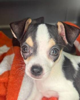 Chihuahua Dogs Available for Adoption in Bolivar, Missouri - Bit | PetCurious