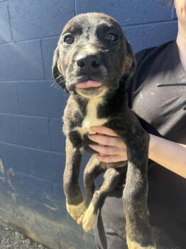 Pyrenean Shepherd Dogs Available for Adoption - Ada | PetCurious