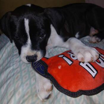 Mishka -  Pit Bull Terrier and Mixed Breed Dog for Adoption in Farmersville, Ohio - Mishka | PetCurious