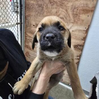 Mixed Breed Dogs Available for Adoption in Fort Bragg, California - Penny | PetCurious