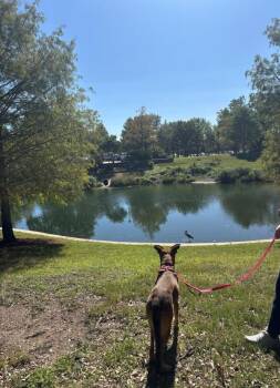 German Shepherd Dog Dogs Available for Adoption - Nova | PetCurious