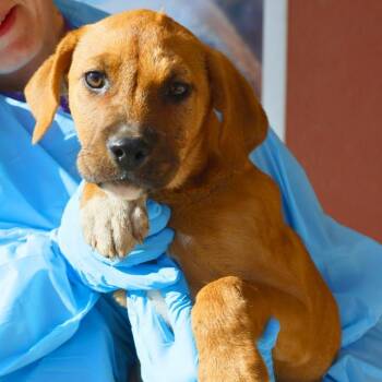Labrador Retriever Dogs Available for Adoption - CHOCOLATE | PetCurious