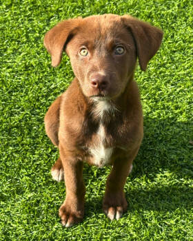 Rescue Labrador Retriever Dogs for Adoption in Novato, California - Iceman | PetCurious