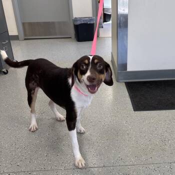 Dilly Dally -  Beagle and Mixed Breed Dog for Adoption in Galax, Virginia - Dilly Dally | PetCurious