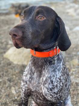 Boon -  German Shorthaired Pointer Dog for Adoption in Fayetteville, Arkansas - Boon | PetCurious
