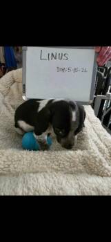 Linus -  Beagle and Schnauzer Dog for Adoption in Indianapolis, Indiana - Linus | PetCurious